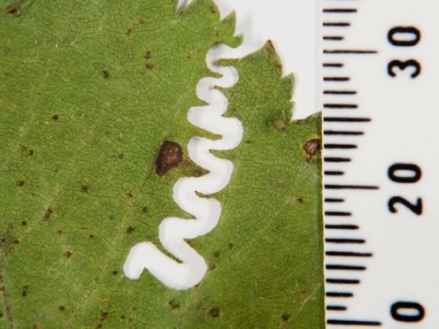 The telltale feeding trail of the zigzag elm sawfly larvae has been confirmed in Surrey (Royal Botanic Gardens Edinburgh/PA)