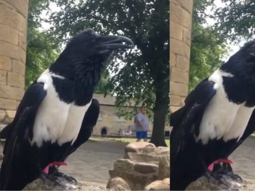 A crow at Knaresborough Castle in North Yorkshire – (Ann Chadwick)