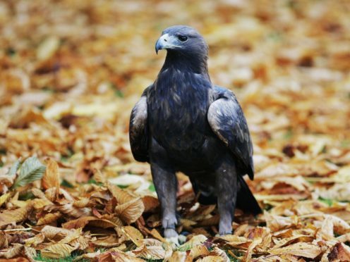 Scientists have mapped out the genome for the golden eagle (Andrew Milligan/PA)