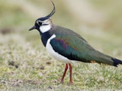 Numbers of lapwings have declined since the mid-1990s (SNH/PA)