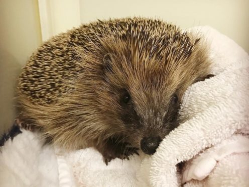 Philomena the hedgehog will spend the rest of her days living on Brian May’s veg patch (SaveMeTrust/PA)