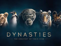 BBC’s new Dynasties series to be made available in Ultra HD (BBC/PA)