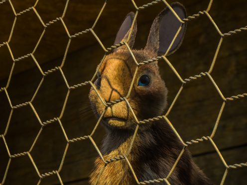 Watership Down features a star-studded cast (BBC/PA)