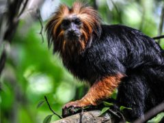 BBC show Primates (BBC/NHU)
