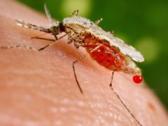 A mosquito feeding on a human host (Jim Gathsny/CDC/PA)