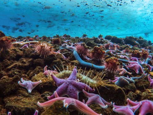 A huge diversity of life is found under the sea ice in Antarctica in Seven Worlds, One Planet (BBC Natural History Unit/PA)