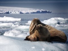 A walrus mother and pup resting on an iceberg, as seen in Blue Planet II (Rachel Butler/PA)
