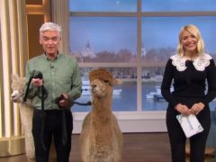 This Morning welcomed two alpacas (ITV/PA)