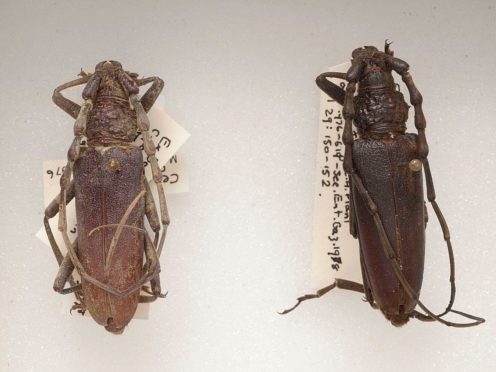 4,000-year-old Oak Capricorn beetles at the Natural History Museum (Trustees of the Natural History Museum/PA)