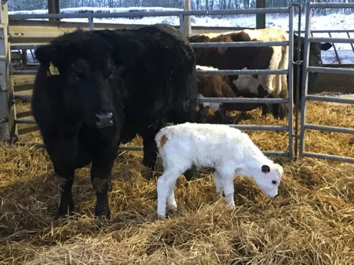 The Vaynol calf Snow provides hope for the rare breed (Gavin Tait/AB Europe/PA)