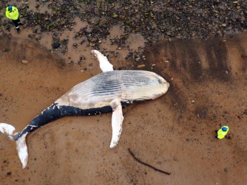 A dead whale washed up on the beach at Blyth in Northumberland (Owen Humphreys/PA)