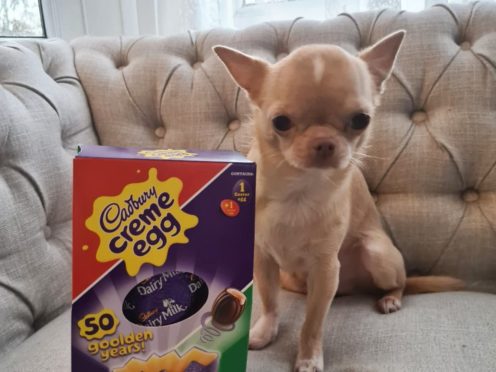 Bailey needed life-saving treatment (PDSA/PA)