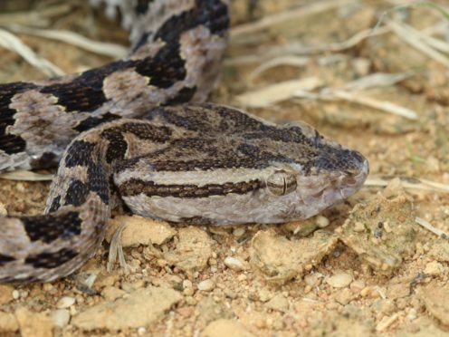 Scientists used venom glands collected from the Taiwan habu snake (OIST/Steven Aird/PA)