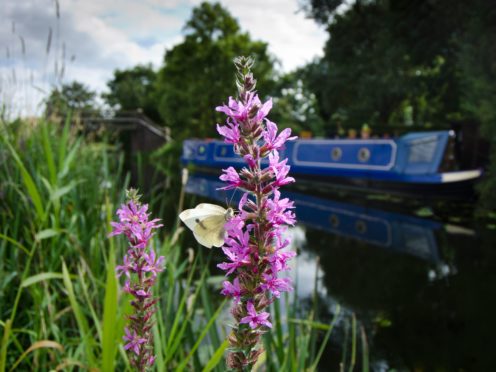 The Canal and River Trust is planning a trial to reduce mowing on waterways for wildlife (Canal and River Trust/PA)