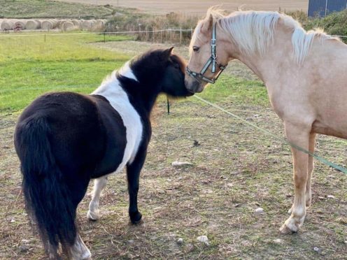 Eileen Silver took in three Shetland ponies including Mouse, left, as companions for Malcolm, right (Scottish SPCA/PA)