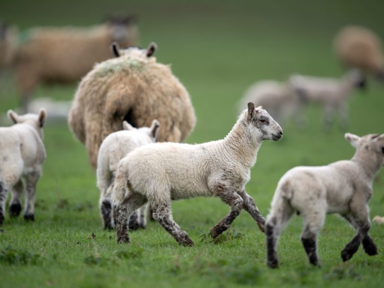 MSPs have backed new legislation introducing tougher penalties for livestock worrying (Joe Giddens/PA)