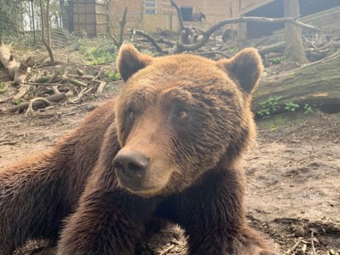 Neo the Eurasian brown bear has fully recovered after his visit from the dentist (Bristol Zoological Society/PA)