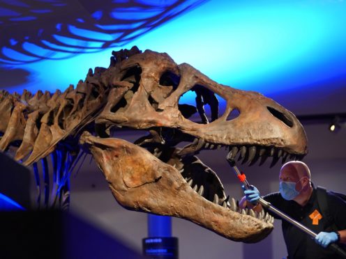 T. rex delivered bone-crushing bites by keeping a stiff jaw, research suggests (Owen Humphreys/PA)