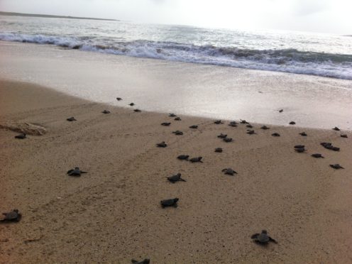 Many more females than male turtles are hatching due to global warming (L Clarke and L Hawkes/PA)