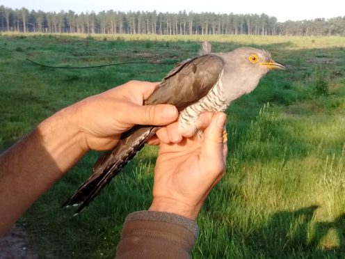 PJ the cuckoo who has returned to the UK and broken a record in the process (Phil_Atkinson/BTO/PA)