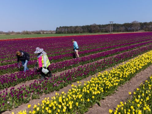Workers make their way along rows of tulips which have burst into colour in fields near King’s Lynn in Norfolk. (Joe Giddens/ PA)