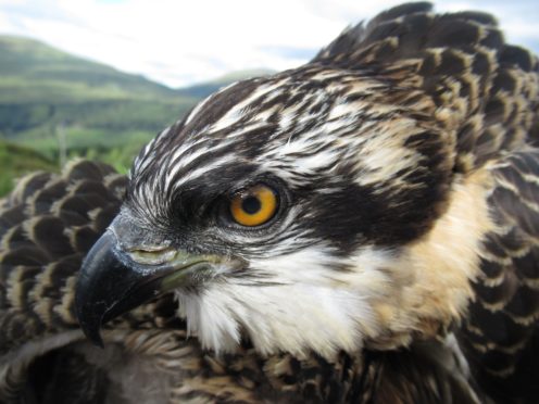 Ospreys are one of the most highly protected species of bird in the UK (Lewis Pate/WTML)
