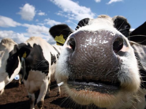 A researcher said there needs to be more genetic diversity in cows and other livestock (David Cheskin/PA)
