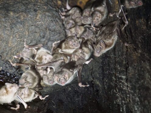 Vampire bats prefer to forage for blood with friends, research suggests (Simon Ripperger/The Ohio State University)