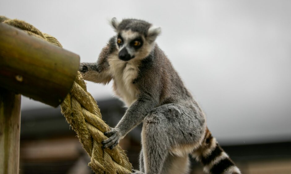 VIDEO First look at new Fife Zoo walkthrough lemur enclosure