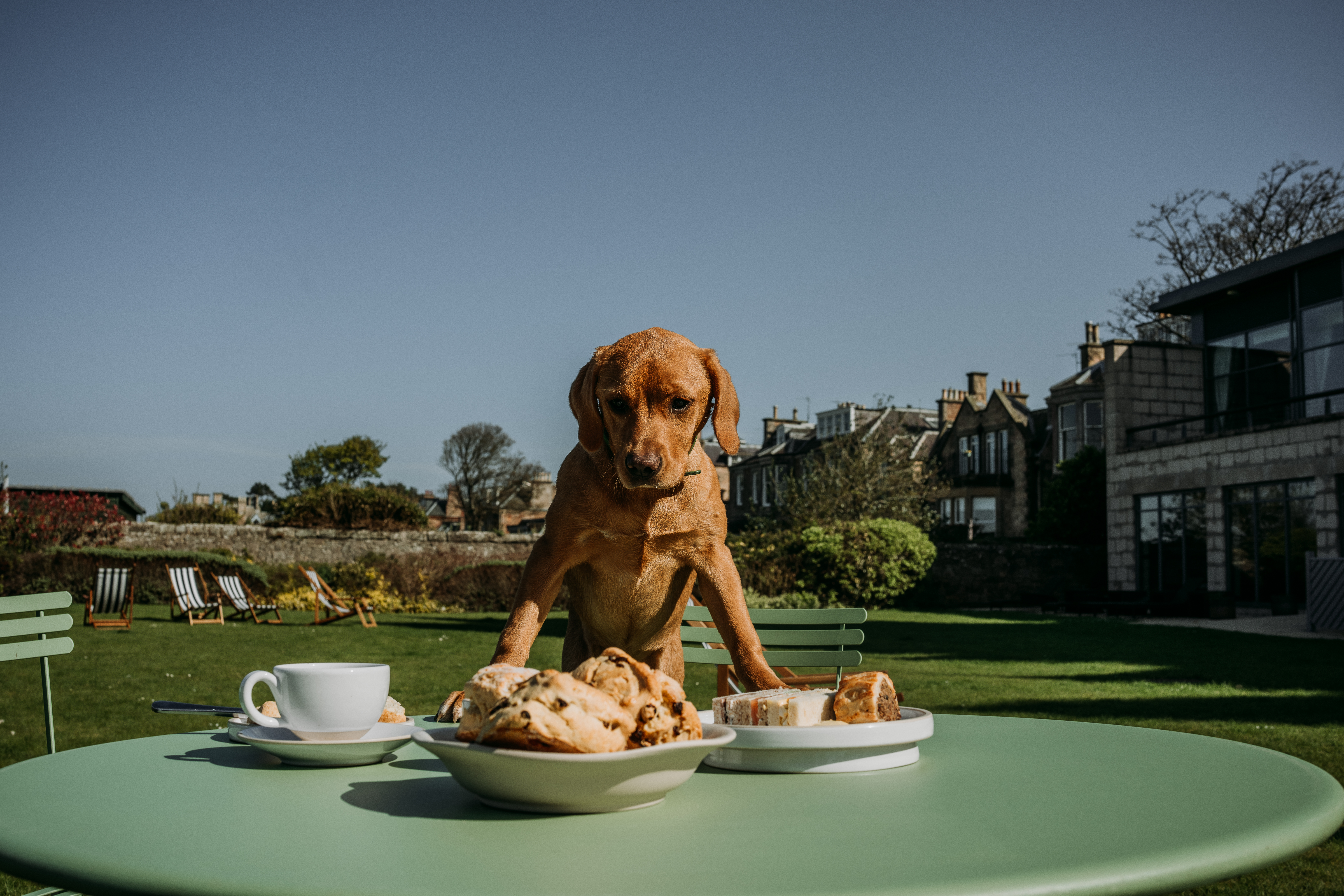 What's on this weekend - doggy cream teas