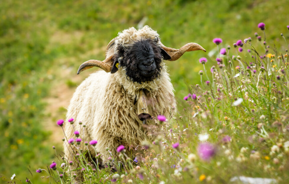 Royal Highland Show - Valais Blacknose sheep
