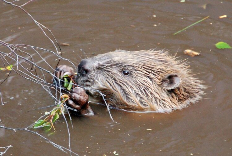 Cairngorms National Park Authority wants to reintroduce beavers