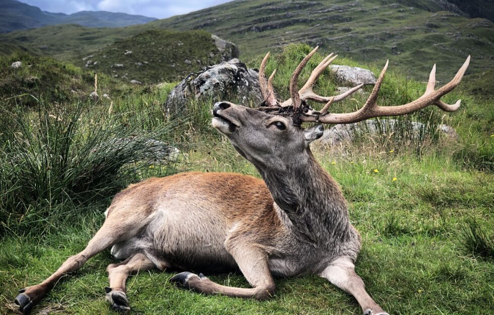Gordonstoun pupil Olivia Barnett's photo of a red deer stag