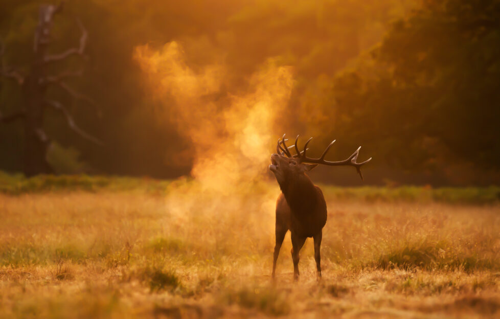 Venison - red deer at dawn