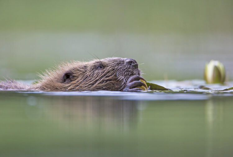Beavers - Glen Affric reintroduction plan