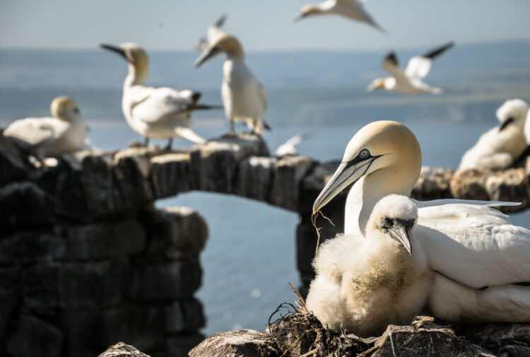 Bird flu - Gannets on Bass Rock