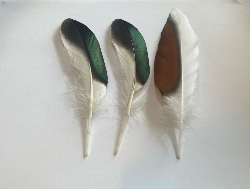 Shelduck feathers