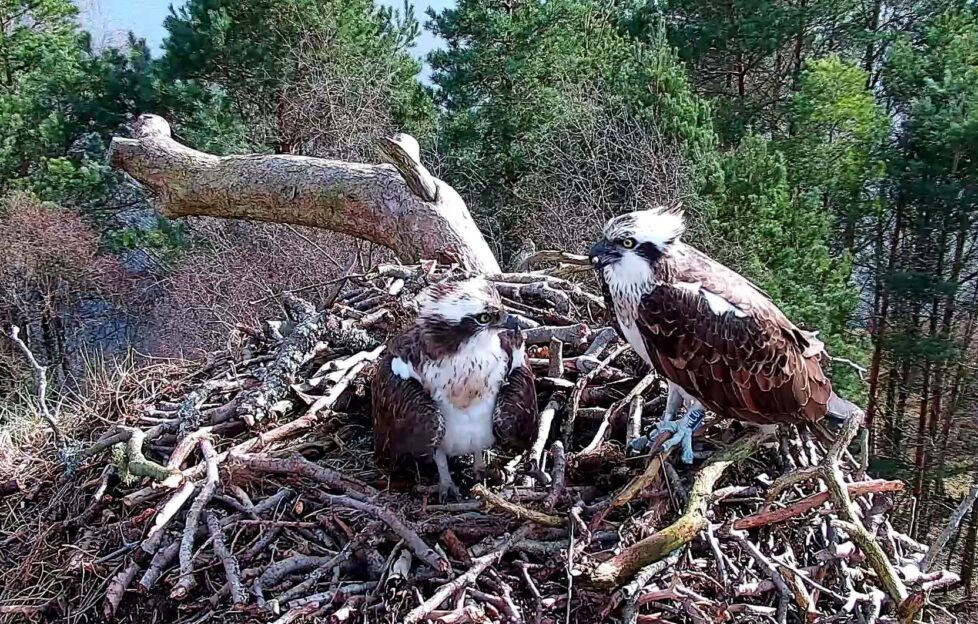 Loch Of The Lowes Ospreys Return On Same Day Scottish Field