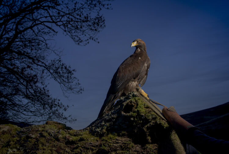 The Duke of Northumberland's estate is helping Scotland's golden eagles.