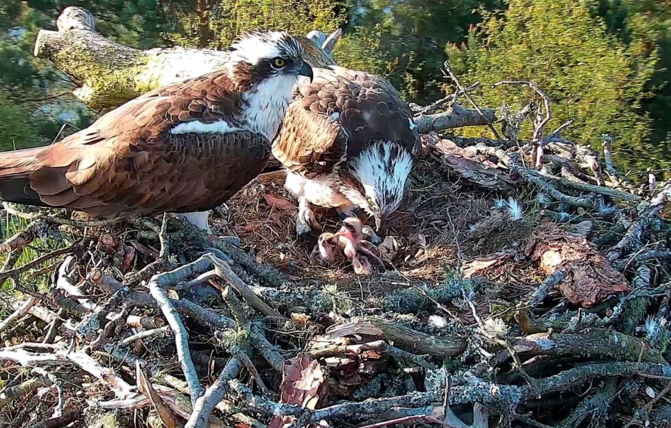 Delight After Two Osprey Chicks Hatch At Wildlife Reserve Scottish Field