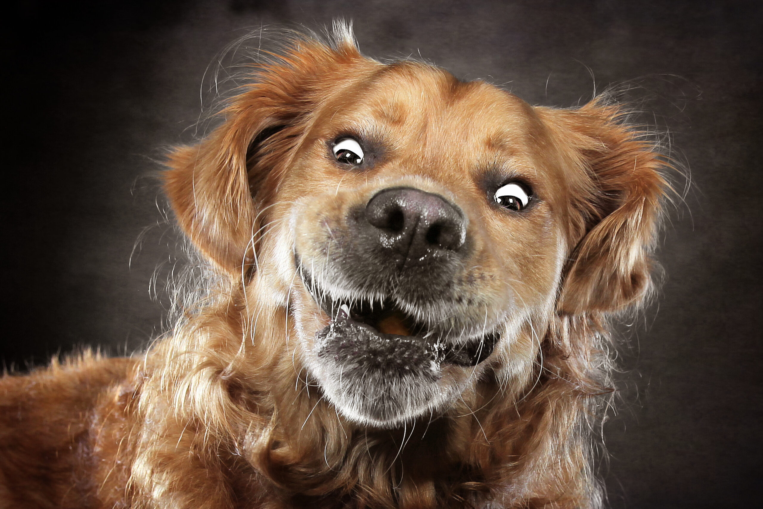 Say Cheese! Dog photographer takes hilarious pictures of dogs IG News ...