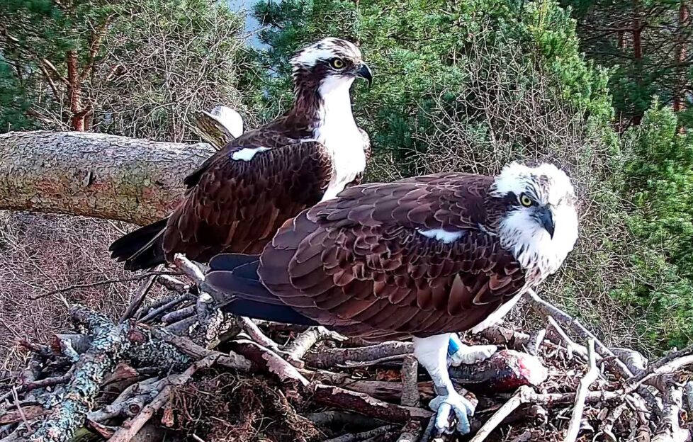 Early Departure For Loch Of The Lowes Ospreys Scottish Field