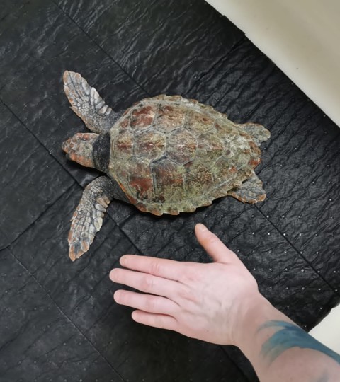 Turtle Named After Scottish Island Taken 1,700 Miles Home - Scottish Field