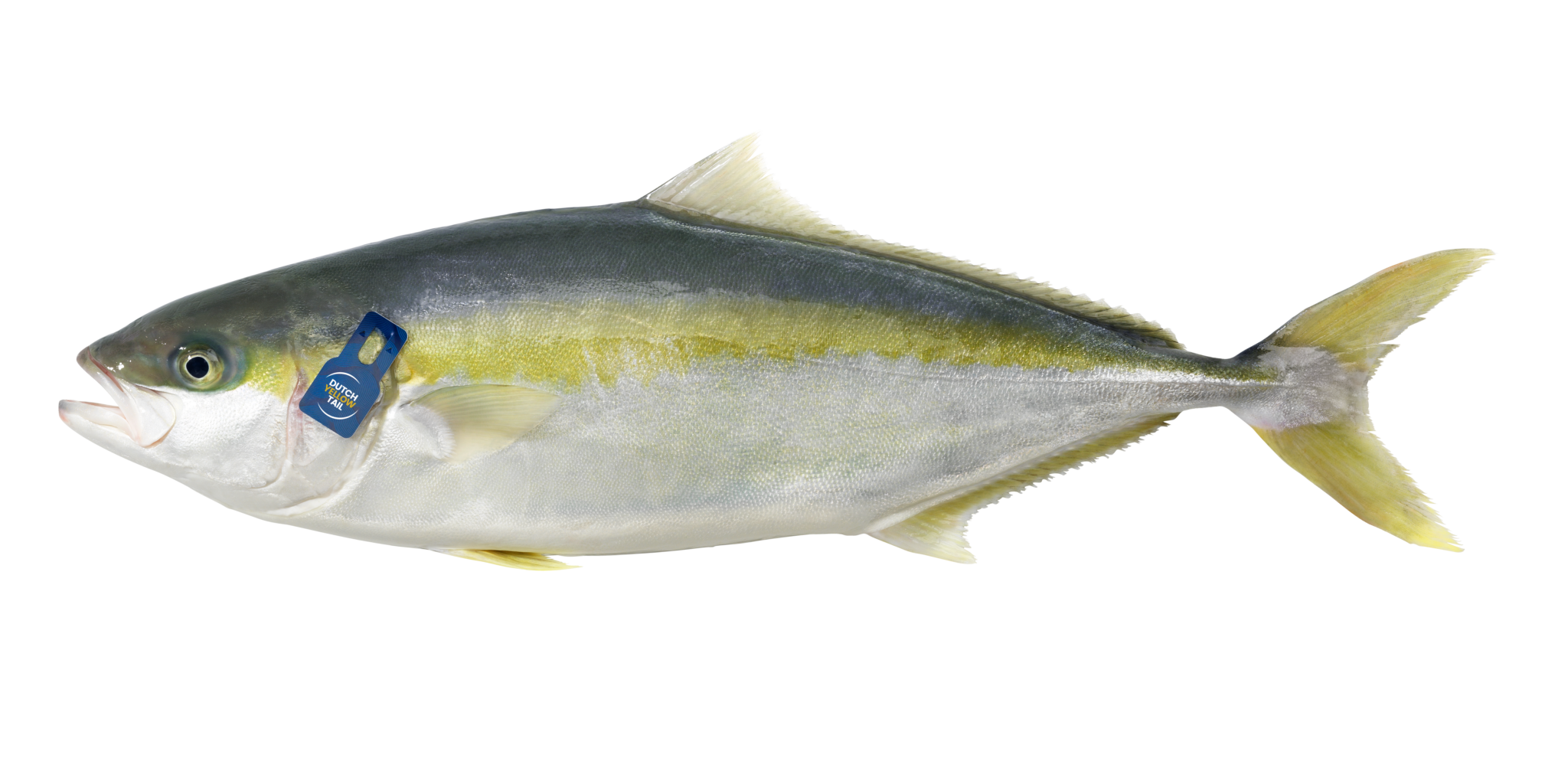Kingfish Company land deal opens way for Maine farm Fish Farmer Magazine