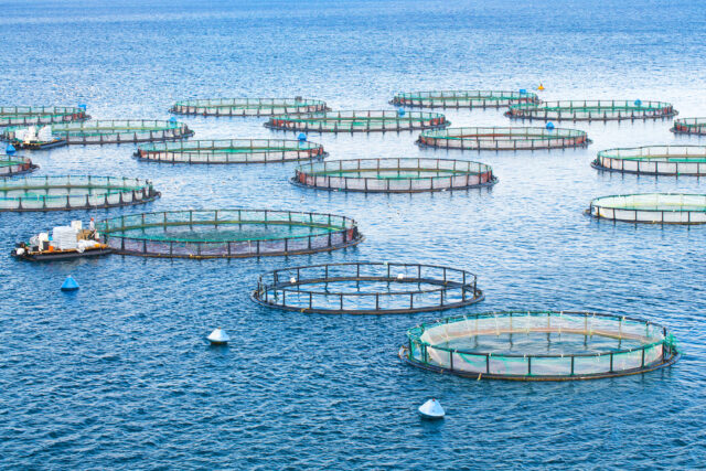 Sustainable Netting Solutions for the Aquaculture Industry - Fish ...