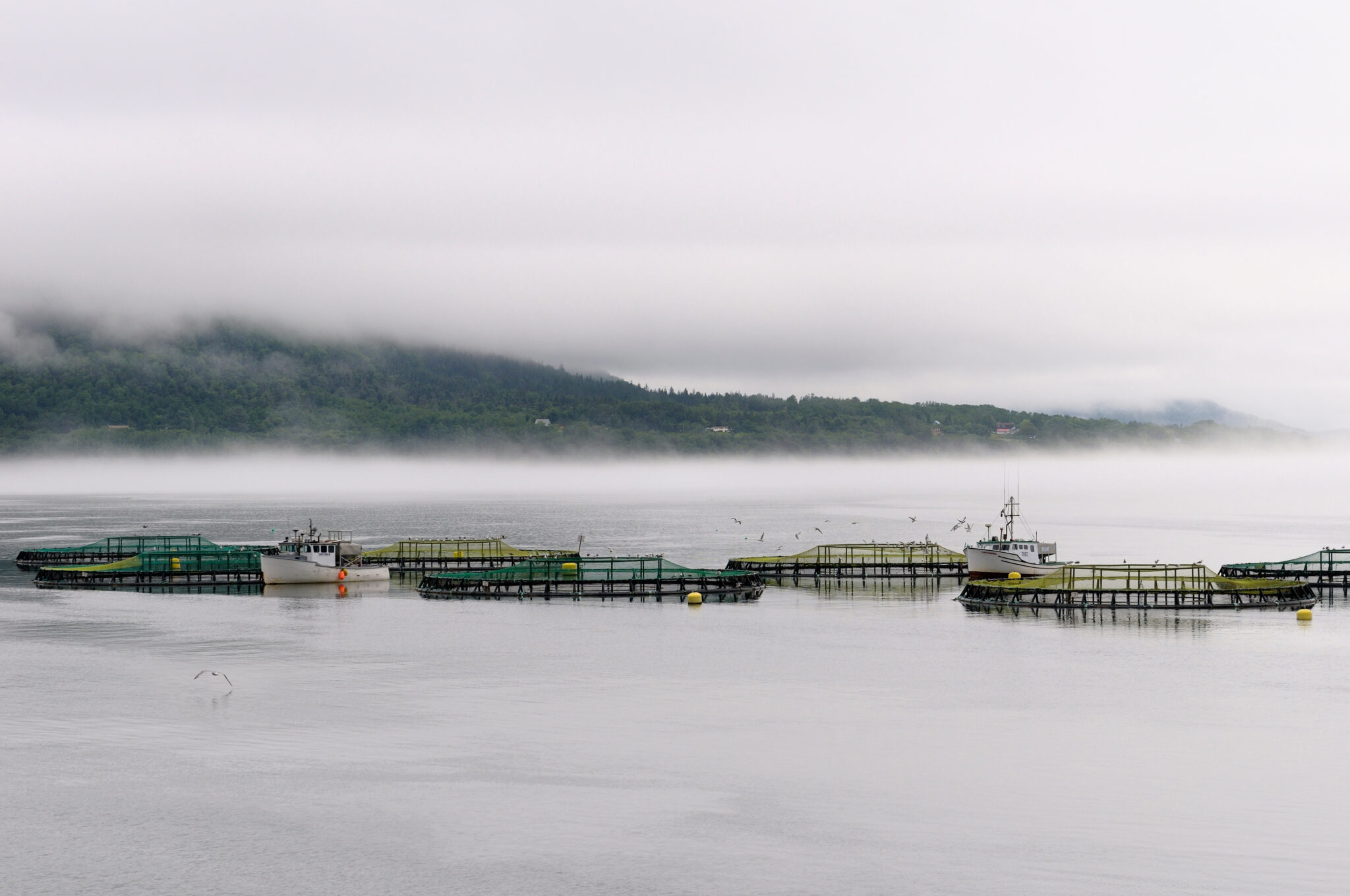 Nova Scotia wraps up aquaculture consultation Fish Farmer Magazine