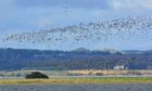 Pink-footed geese at RSPB Loch Leven.