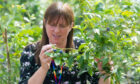 Susan McCallum examining blueberry seedlings the James Hutton Institute in  Invergowrie. Image: Kim Cessford/ DC Thomson