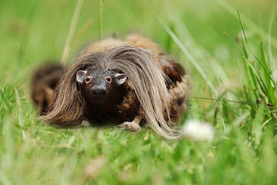 a fake wild haggis animal in long grass