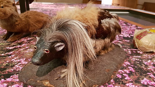 a 'wild haggis' animal on display at Kelvingrove Museum